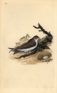 Sandmartin, Riparia riparia, med rede og æg. Håndfarvet kobberplade tegnet og indgraveret af Edward Donovan fra hans egen "Natural History of British Birds" (1794-1819). Edward Donovan (1768-1837) var en anglo-irsk amatørzoolog, forfatter, kunstner og af Edward Donovan