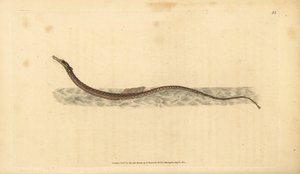 Sargassum pibefisk eller pelagisk pibefisk. Håndfarvet kobberplade tegnet og indgraveret af Edward Donovan fra hans Natural History of British Fishes, Donovan og F.C. og J. Rivington, London af Edward Donovan