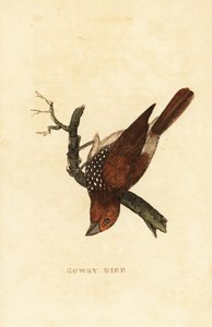 skællende muna eller plettet munia, Lonchura punctulata af Edward Donovan