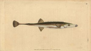 Havstikleback, Spinachia spinachia (Femten-pigget stickleback, Gasterosteus spinachia). Håndfarvet kobberplade tegnet og indgraveret af Edward Donovan fra hans Natural History of British Fishes, Donovan og F.C. og J. Rivington, London af Edward Donovan