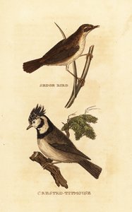 Hvidsanger, Acrocephalus schoenobaenus og europæisk kammejse, Lophophanes cristatus af Edward Donovan