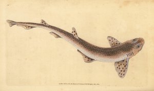 Lille plettet haj, Scyliorhinus canicula (mindre plettet haj, Squalus catulus). Håndfarvet kobberplade tegnet og indgraveret af Edward Donovan fra hans Natural History of British Fishes, Donovan og F.C. og J. Rivington, London
