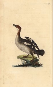 Smew, Mergellus albellus, hun. Håndfarvet kobberplade tegnet og graveret af Edward Donovan fra hans egen "Natural History of British Birds," London af Edward Donovan