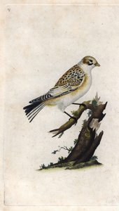 Snespurv. Plectrophenax nivalis (Emberiza nivalis). Kobberstik af Edward Donovan (1768-1837), udgivet i Histoire naturelle des oiseaux britanniques, London af Edward Donovan
