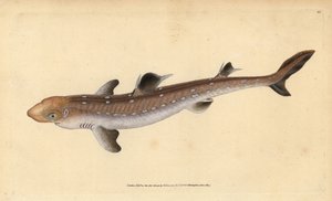 Piggehaj, Squalus acanthias (plukket haj eller hundefisk). Sårbar. Håndfarvet kobberplade tegnet og indgraveret af Edward Donovan fra hans Natural History of British Fishes, Donovan og F.C. og J. Rivington, London
