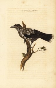 Plettet nøddeknækker, Nucifraga caryocatactes af Edward Donovan