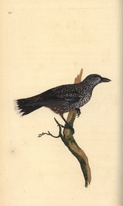 Plettet nøddeknækker, Nucifraga caryocatactes. Håndfarvet kobberplade tegnet og graveret af Edward Donovan fra hans egen "Natural History of British Birds," London af Edward Donovan