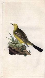 Forårsvipstjert. Motacilla flava. Kobberstik af Edward Donovan (1768-1837), udgivet i Natural History of British Birds, London af Edward Donovan
