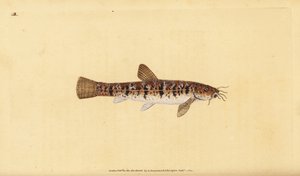Stenpikker, Barbatula barbatula (Skægpikker, Cobitis barbatula). Håndkoloreret kobberstik tegnet og graveret af Edward Donovan fra hans Natural History of British Fishes, Donovan and F.C. and J. Rivington, London af Edward Donovan