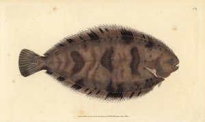 Tyksål, Microchirus variegatus (broget sål, Pleuronectes variegatus). Håndfarvet kobberplade tegnet og indgraveret af Edward Donovan fra hans Natural History of British Fishes, Donovan og F.C. og J. Rivington, London af Edward Donovan