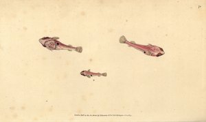 To-plettet clingfish, Diplecogaster bimaculata bimaculata (Bimaculated sucker, Cyclopterus bimaculatus). Håndfarvet kobberplade tegnet og indgraveret af Edward Donovan fra hans Natural History of British Fishes, Donovan og F.C. og J. Rivington, London af Edward Donovan