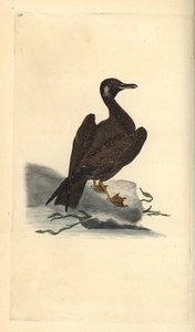 Vægmåge, ung af den store sortbag, Larus marinus. Håndfarvet kobberplade tegnet og graveret af Edward Donovan fra hans egen "Natural History of British Birds," London af Edward Donovan