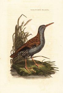 Vandskinne, Rallus aquaticus af Edward Donovan