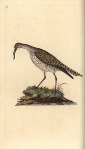 Whimbrel, Numenius phaeopus. Håndfarvet kobberplade tegnet og graveret af Edward Donovan fra hans egen "Natural History of British Birds," London af Edward Donovan