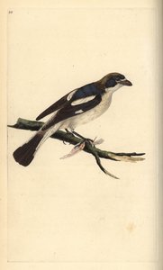 Snakkeskrike, Lanius senator. Håndfarvet kobberplade tegnet og graveret af Edward Donovan fra hans egen "Natural History of British Birds," London