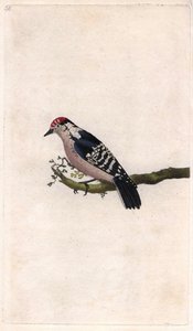 Spætte. Dendrocopos minor (Picus minor). Kobberstik af Edward Donovan (1768-1837), udgivet i Natural History of British Birds, London af Edward Donovan