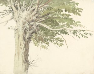 Studie af et pollardet træ - en pil af Edward Duncan
