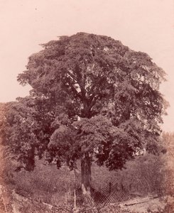 træstudie, 1850-53. af Edward King Tenison