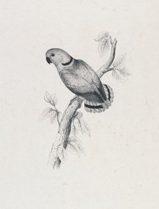 (Swinderns parakit) (Tavle 42) af Edward Lear