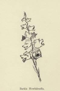 Barkia Howlaloudia af Edward Lear