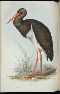 Black Stork, fra 