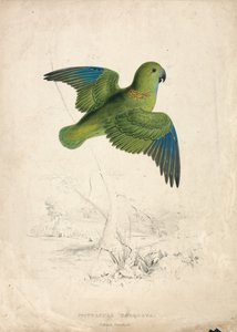 Halsbåndsparakit (tavle 40) af Edward Lear