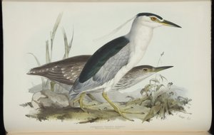 Common Night Heron, fra 