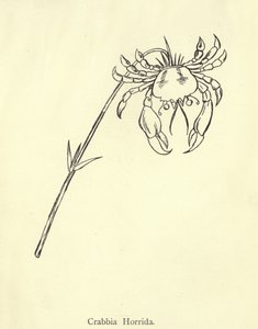 Crabbia Horrida af Edward Lear