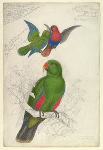 Eclectus, den plettede Polychloros af Edward Lear