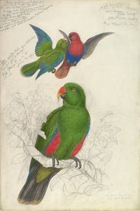 Eclectus Roratus Polychloros, ca. 1830-32. af Edward Lear
