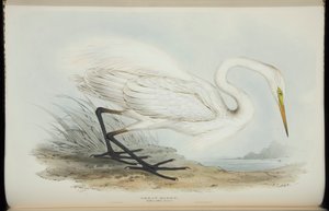 Great Egret, fra 