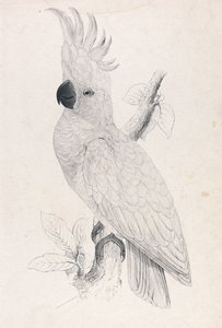 Lille svovlkakadue (tavle 4) af Edward Lear