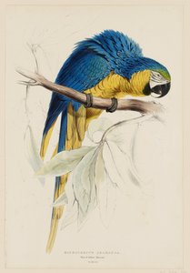 Macrocercus Ararauna.  Blå og gul ara. af Edward Lear