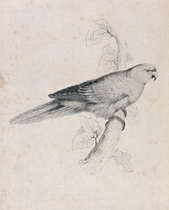 Stillehavsparakit (tavle 26) af Edward Lear