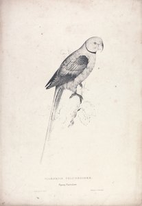 Palaeornia Columbiodes / Duerapapegøje (Tavle 31) af Edward Lear