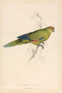 Platycercus Pacificus / Stillehavsparakit (Tavle 26) af Edward Lear