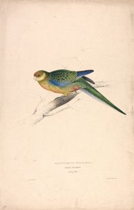 Platycercus Stanley II / Stanley-papegøje (ung han) (Tavle 24) af Edward Lear