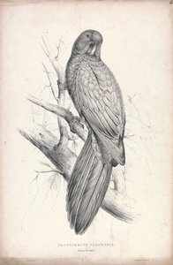Platycereus Tabuensis / Tabuan-parakiet (Plade 16) af Edward Lear