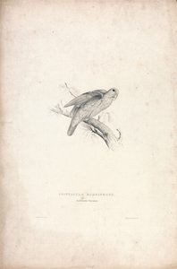 Psittacula rubrifrons / Rødpandet papegøje (tavle 41) af Edward Lear