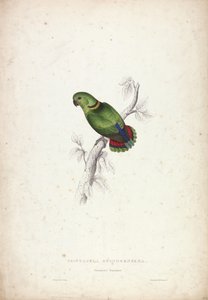 Psittacula swinderniana. Swinderns parakit af Edward Lear