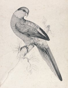 Rødhættet parakit, han (tavle 21) af Edward Lear