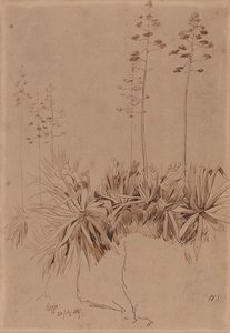 Reggio af Edward Lear