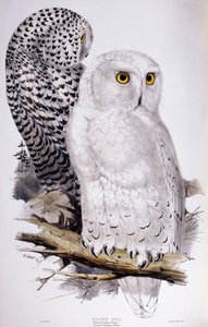 Sneugle, 1832-1837 af Edward Lear