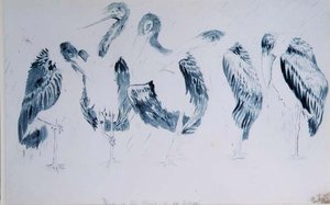 Studier af storke af Edward Lear