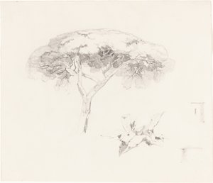 Paraplyfyr og andre undersøgelser af Edward Lear