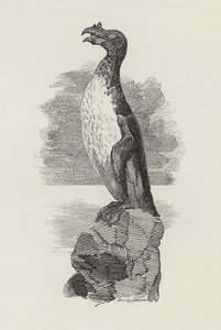 Illustration til The Water-Babies af Charles Kingsley (gravering) af Edward Linley (after) Sambourne