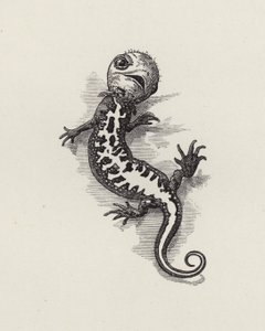 Illustration til The Water-Babies af Charles Kingsley (gravering) af Edward Linley (after) Sambourne