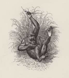 Illustration til The Water-Babies af Charles Kingsley (gravering) af Edward Linley (after) Sambourne