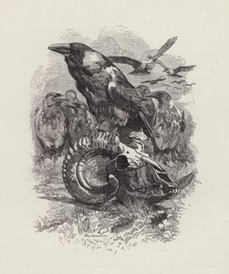 Illustration til The Water-Babies af Charles Kingsley (gravering) af Edward Linley (after) Sambourne