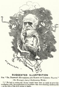 Punch tegneserie: Foreslået illustration til Dr. Darwins bevægelser og klatreplanters vaner (gravering)